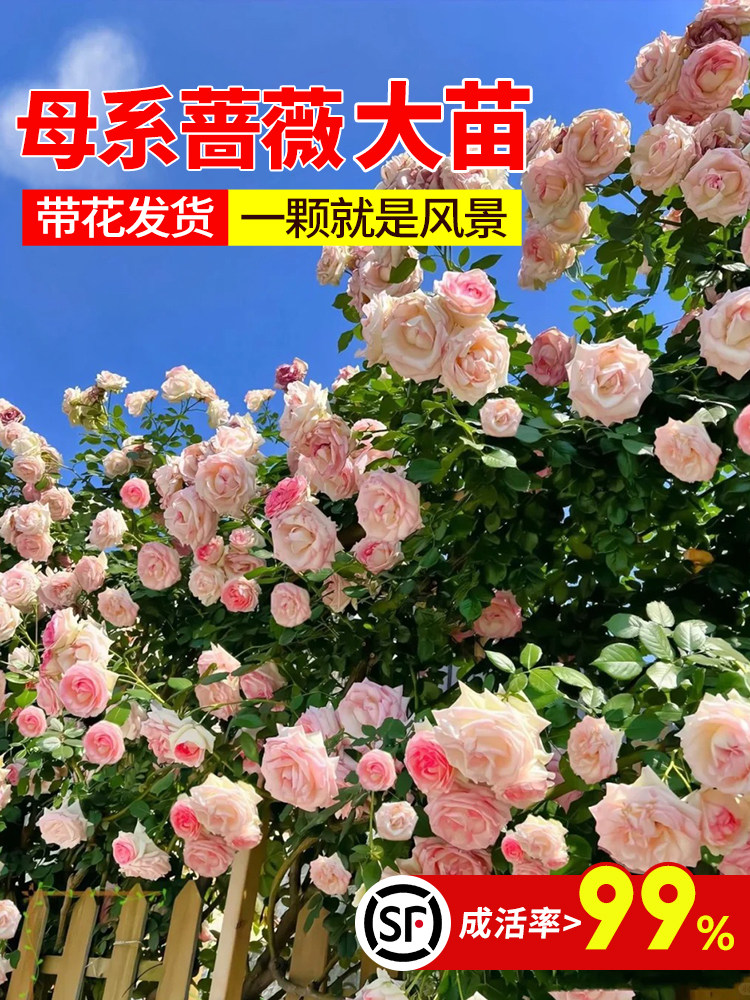 藤本月季蔷薇花苗特大浓香庭院爬藤植物花卉盆栽阳台玫瑰爬墙四季