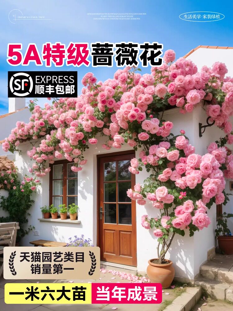 蔷薇花苗藤本月季花树大苗庭院爬藤植物阳台花卉爬墙玫瑰耐寒盆栽