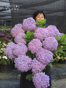 新疆包邮海蒂的花园太阳神殿绣球花大花重瓣花朵阳台庭院花卉植物