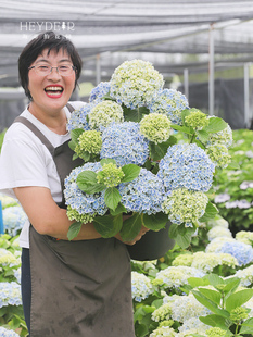 新疆包邮海蒂的花园 绣球花苗无尽夏花手鞠太阳神殿大花盆栽花园