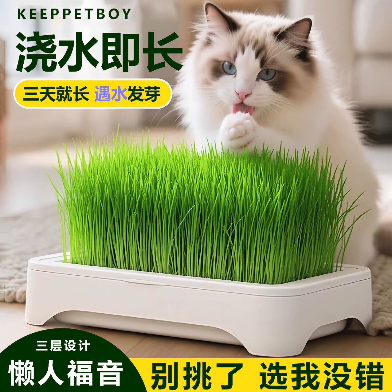 无土水培猫草盆栽种植盒懒人猫草种子育苗盘猫零食化毛催吐助消化