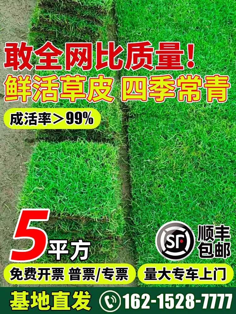 真草皮草坪带泥土地毯草台湾草别墅庭院花园百慕大绿化马尼拉草坪