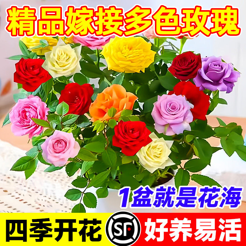多色嫁接玫瑰花盆栽带花苞室内阳台月季花苗四季耐寒植物好养易活