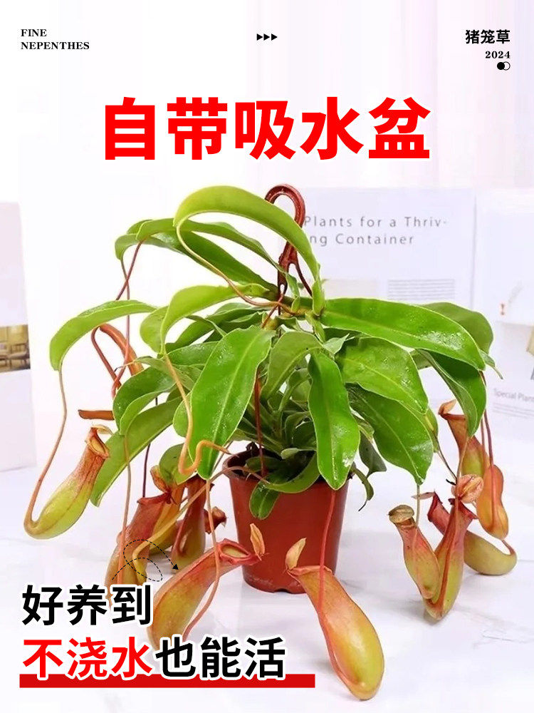 猪笼草盆栽捕蝇草食虫草食人花驱蚊虫超大猪笼草四季绿植趣味盆栽