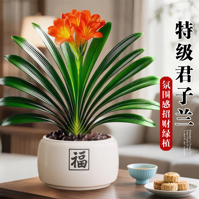 君子兰盆栽招财旺宅桌面盆景办公室绿植室内客厅中式禅意四季植物