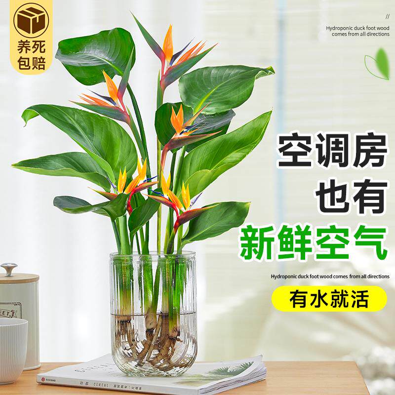 天堂鸟无土纯水培植物室内好养花卉盆栽易活桌面绿植鹤望兰绿植