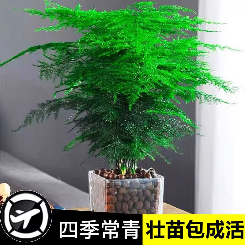 文竹盆栽植物室内净化空气办公室绿植花卉盆栽盆景四季常青小盆栽