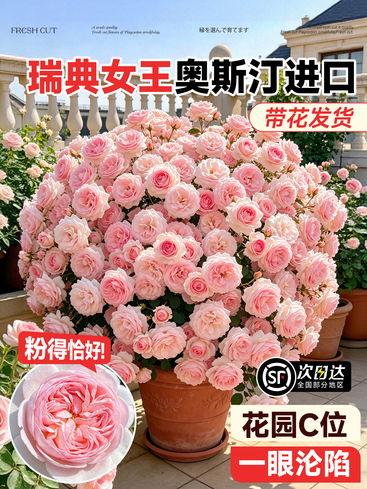 瑞典女王月季花苗灌木大花浓香庭院阳台花园开花玫瑰盆栽特大花卉