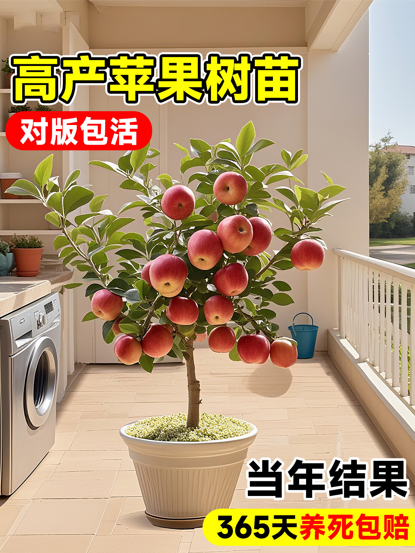 红富士矮化嫁接果树苗当年图片
