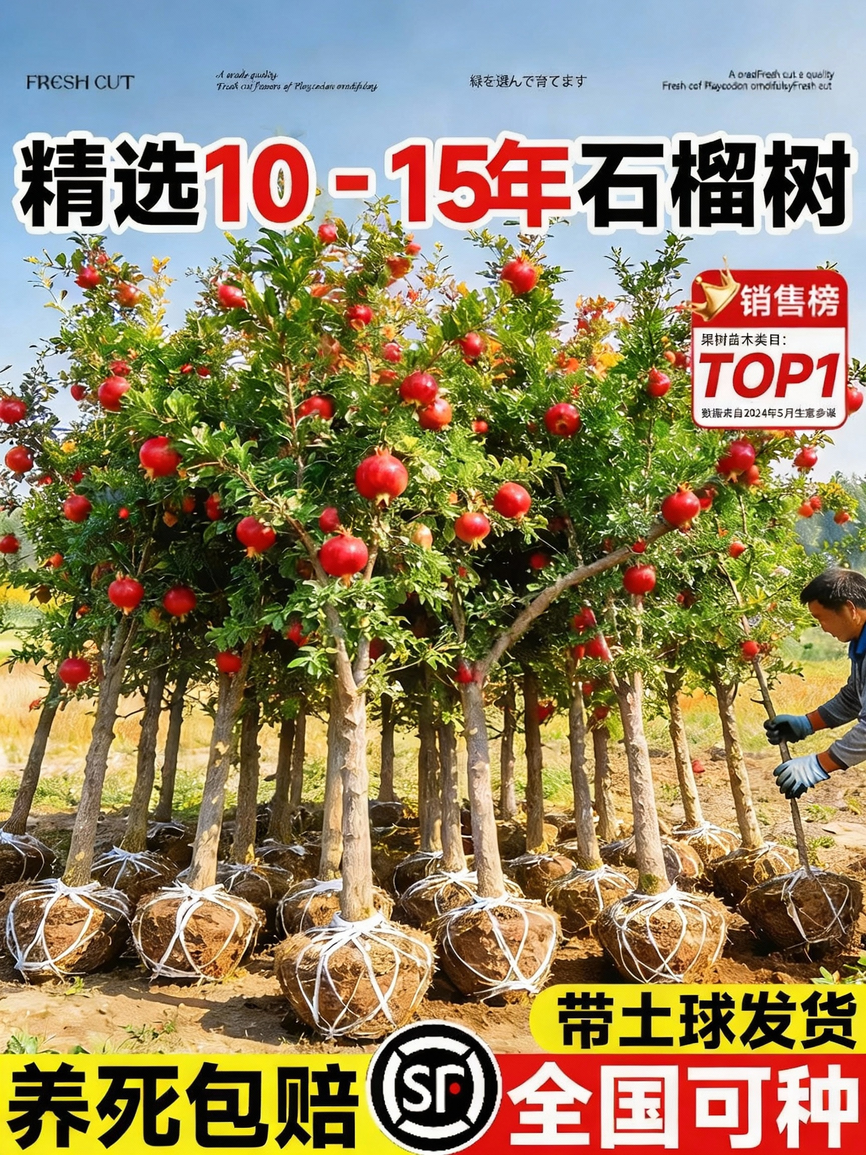 突尼斯软籽石榴树苗带土