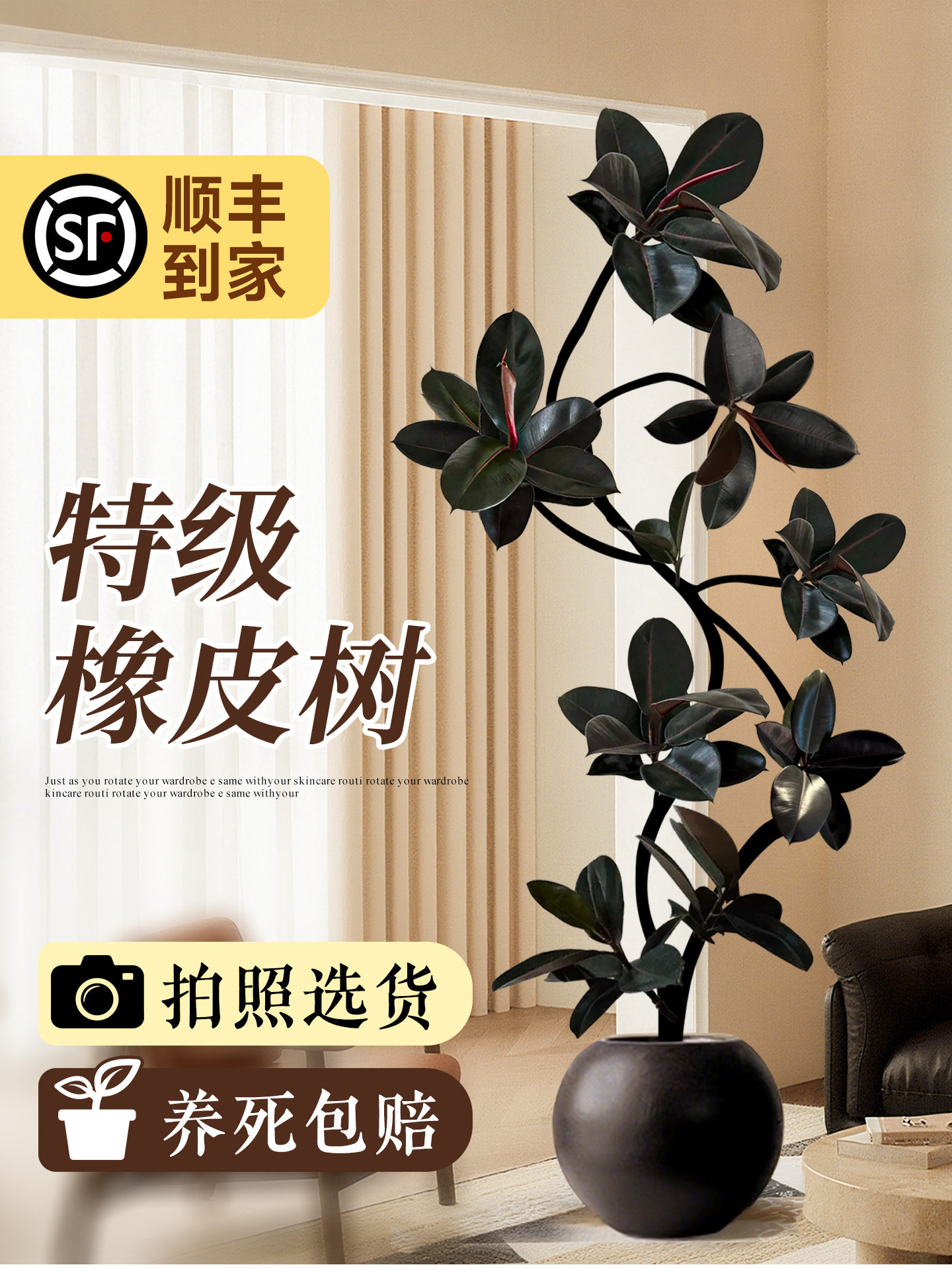 黑金刚橡皮树客厅大盆栽绿植高级感室内大型植物落地真树四季好养