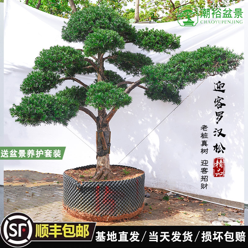 罗汉松庭院造型树大型造景绿植花园别墅园林企业种植绿化植物景观