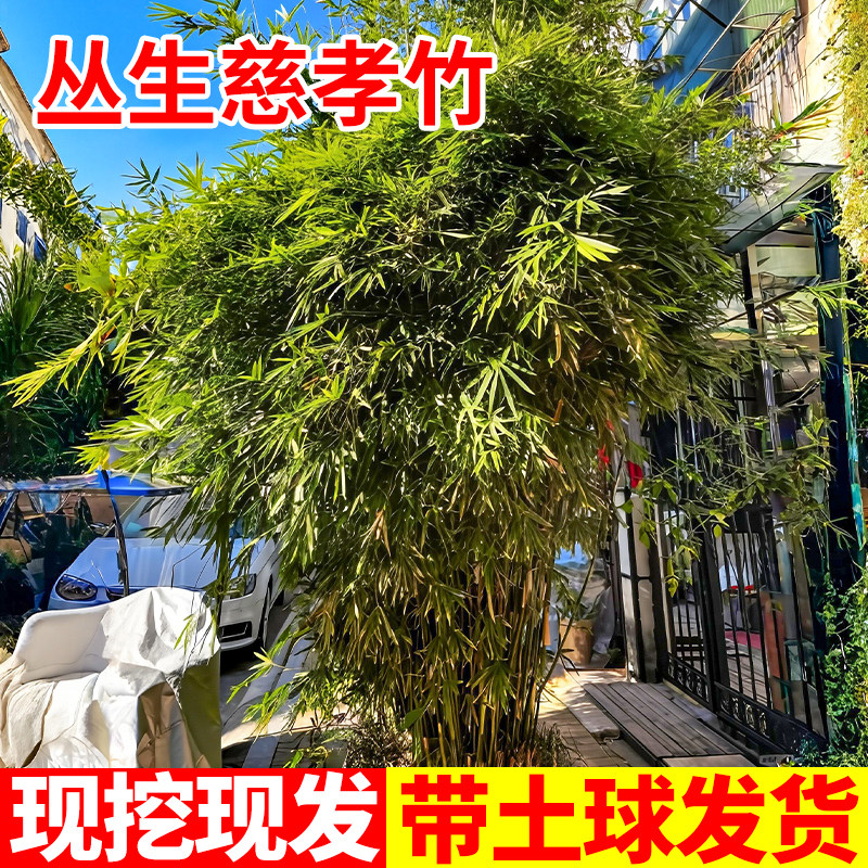 慈孝竹庭院竹子苗四季青植物室内户外凤尾竹大型盆栽丛生风景窝竹