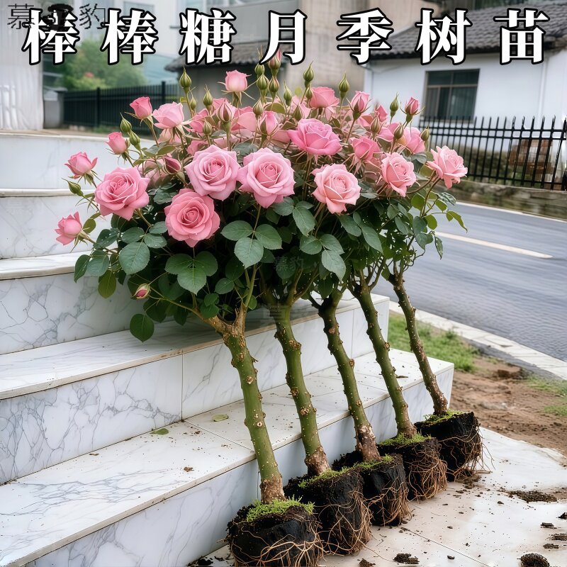 嫁接月季棒棒糖庭院树状月季花苗大花浓香四季树形盆景别墅植物