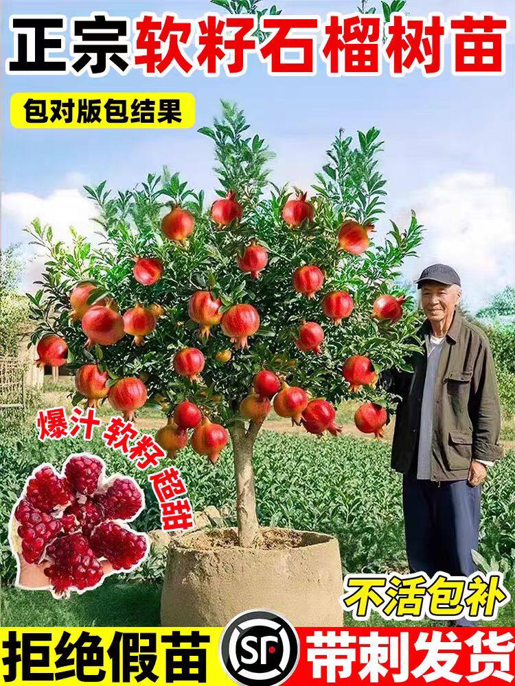 突尼斯软籽无籽甜石榴树苗