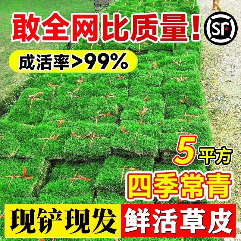 草皮真草坪带泥土绿化护坡别墅花园庭院四季青果岭草台湾草马尼拉