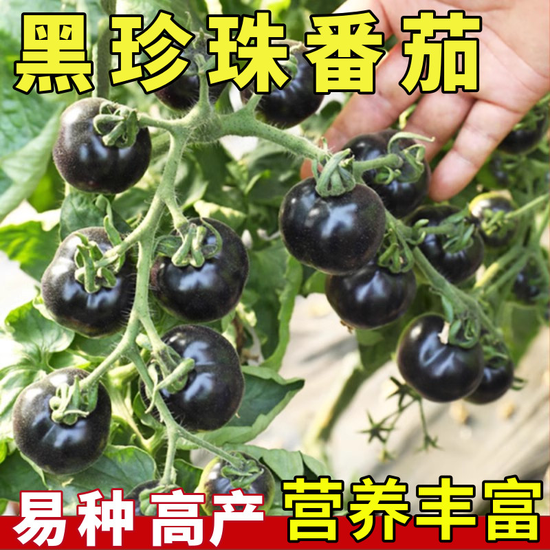 黑珍珠小番茄种苗种子带土阳台盆栽优质西红柿番苗蔬菜籽种茄四季