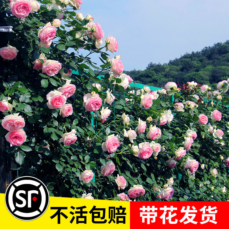 1米6大苗蔷薇花苗藤本月季特大花爬藤植物庭院当年开花卉盆栽玫瑰