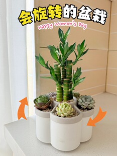 富贵竹旋转植物客厅节节高桌面盆栽绿植多肉工位摆件竹子带花盆