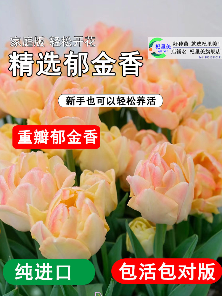 重瓣郁金香花卉狐步舞原生荷兰多年生5五度大种球百合盆栽带花苞