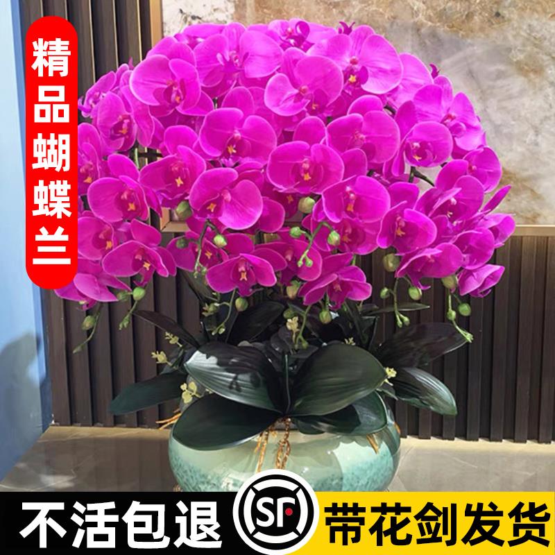 蝴蝶兰花苗带花剑带花苞盆栽兰花大苗客厅室内植物花卉四季好养活