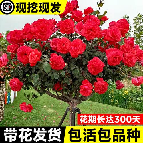 棒棒糖树桩月季花苗特大花朵花卉植物庭院四季开玫瑰带花树状月季