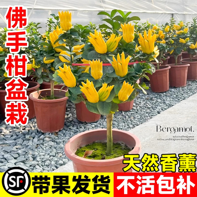 佛手柑树苗盆栽带果室内阳台庭院老桩金华佛手鲜果树好养花卉绿植