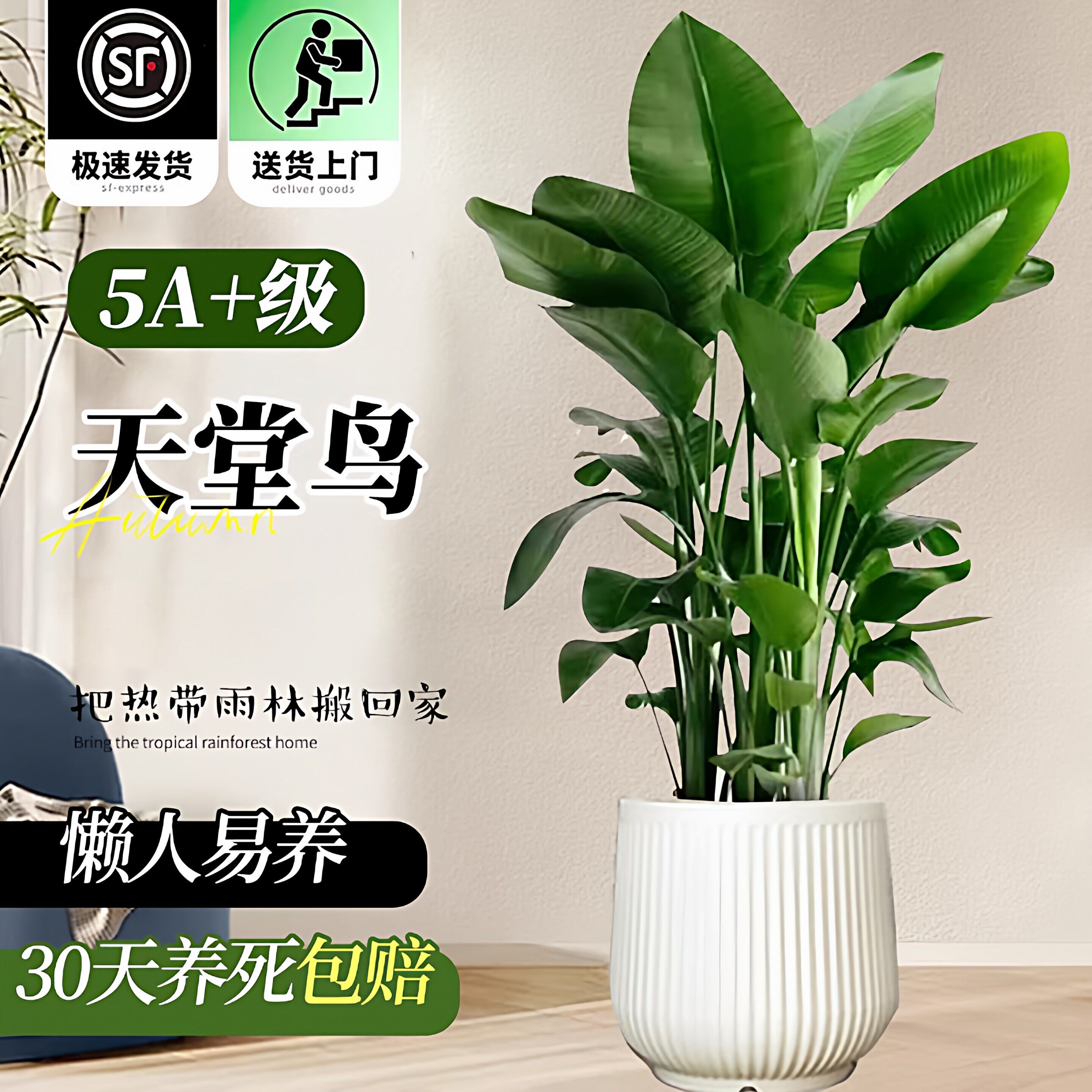 特大天堂鸟盆栽客厅办公室绿植大叶鹤望兰盆栽室内天堂鸟观叶植物