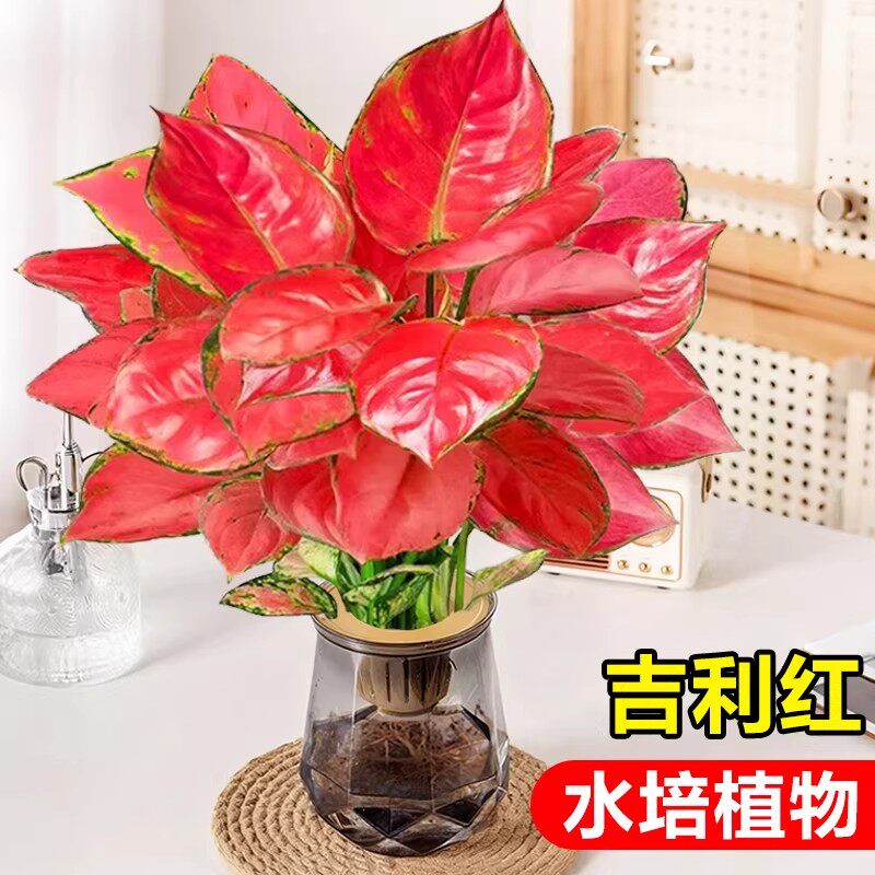 吉利红水培植物如意皇后盆栽大颗万年红花苗办公室内桌面花卉红掌