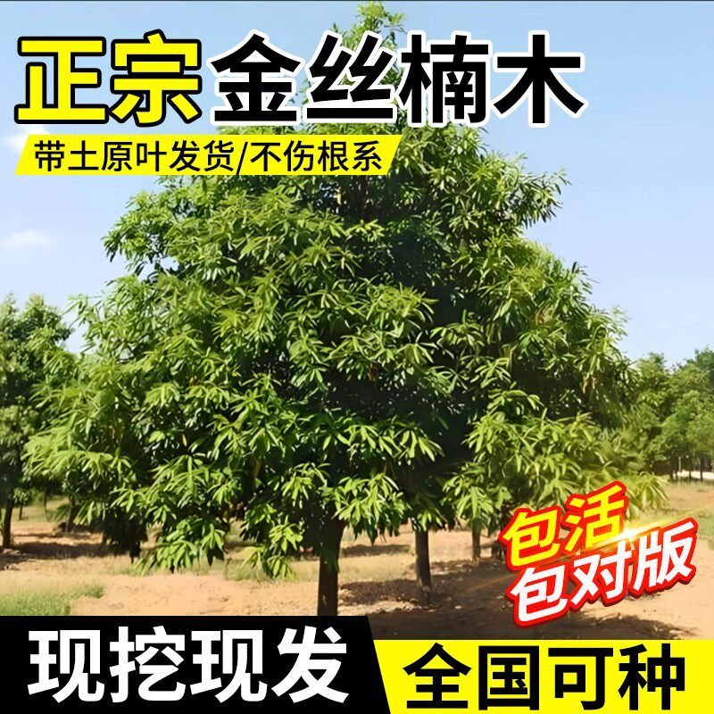 金丝楠木树苗正宗小叶桢楠木树苗盆栽庭院风景名贵大树南北方种植