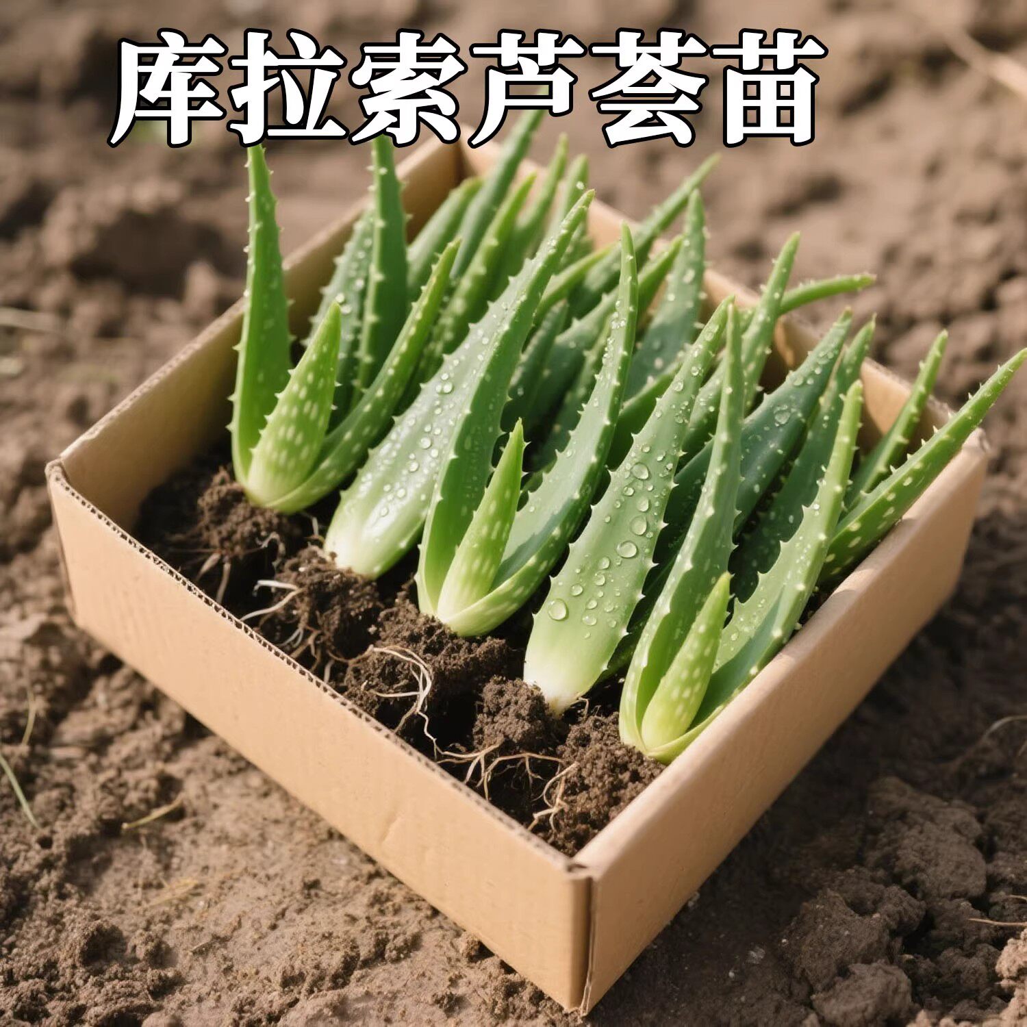 库拉芦荟苗索芦荟植物食用芦荟客厅室内外绿植耐热耐旱芦荟盆栽