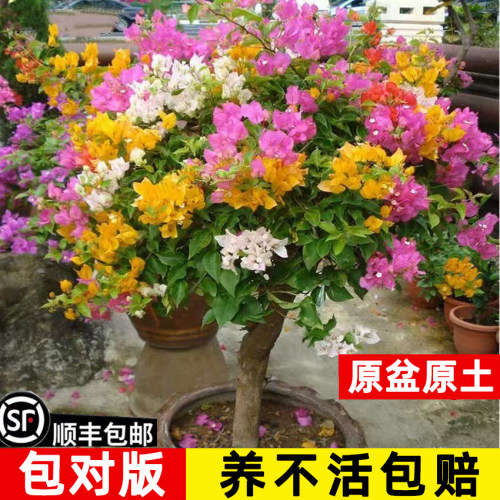 高端三角梅带花大苗盆栽爬藤重瓣植物室内外庭院老桩树苗花卉好养