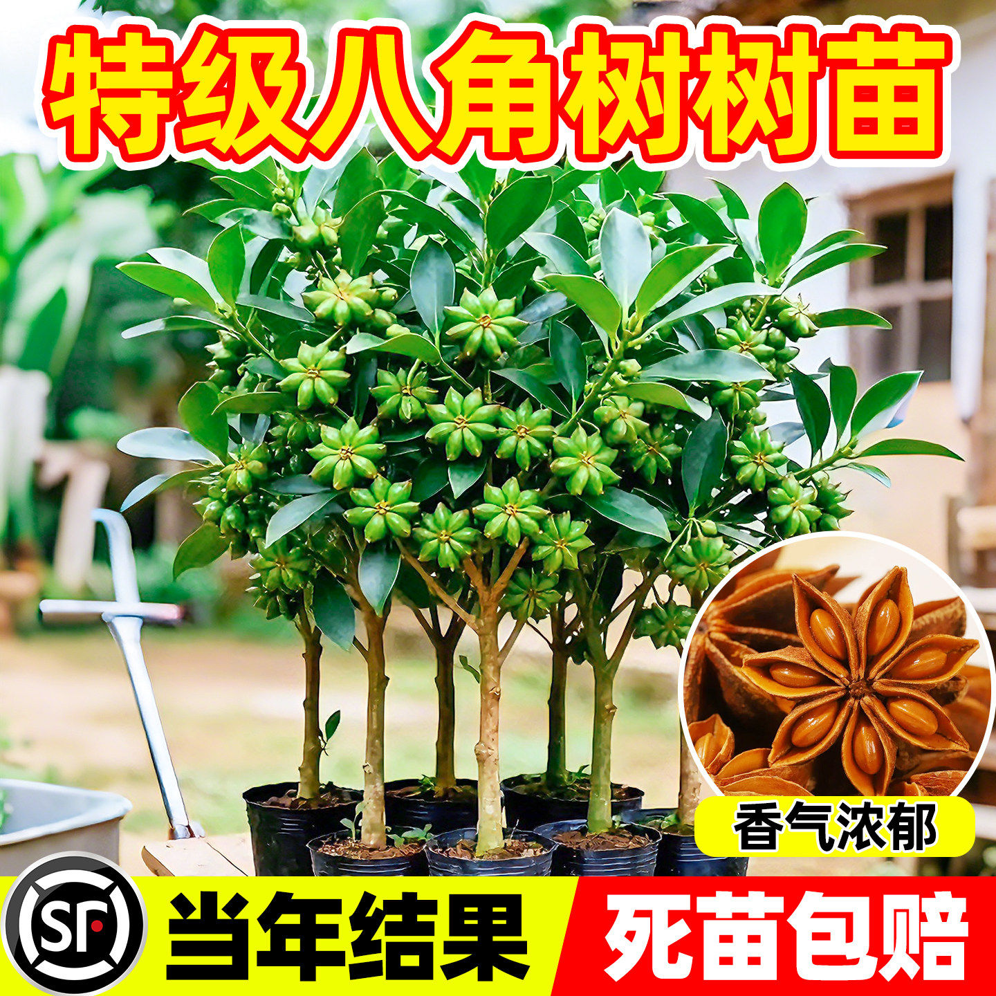 嫁接八角树苗矮化高产大红罗马木王东荣八角苗茴香大料树当年结果