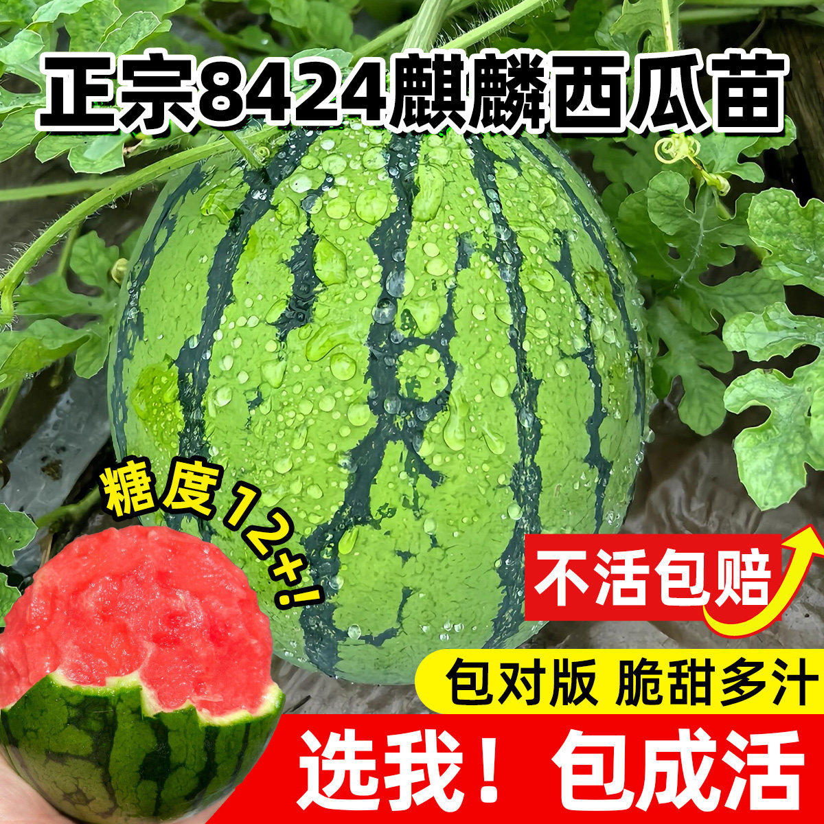 西瓜苗冰糖麒麟大西瓜苗秧8424美都2K家庭阳台盆栽水果四季蔬菜苗