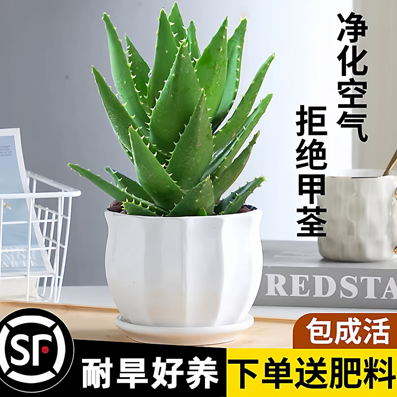 芦荟盆栽室内净化空气花卉绿植办公仙人掌多肉植物四季好养活耐旱