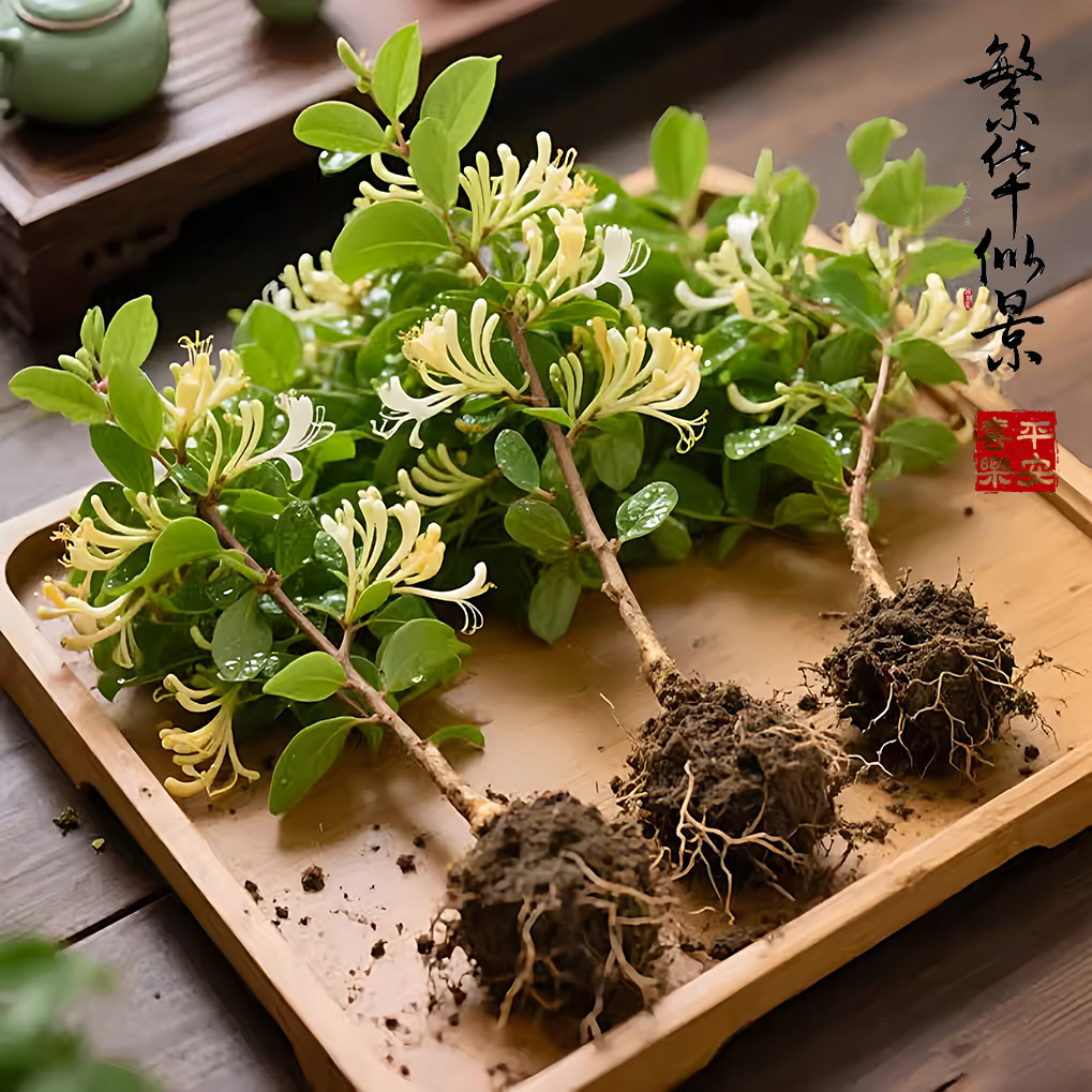 金银花树苗盆栽阳台庭院可观赏食用老桩四季常绿爬藤花卉绿植物