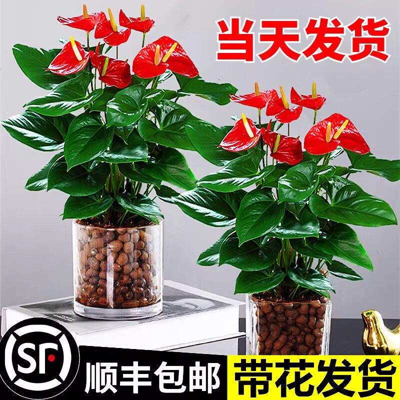 水培红掌盆栽带花大叶大花白掌易活四季开花卉绿植物办公室内好养
