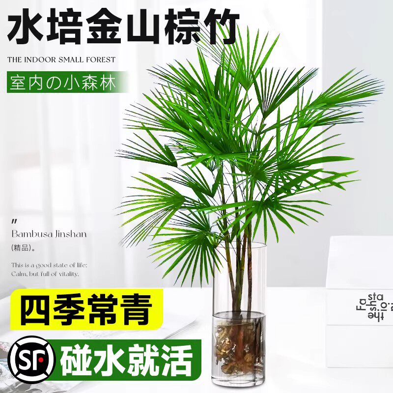 富贵竹水培植物室内好养客厅大型招财旺宅金山棕竹盆栽水竹子绿植