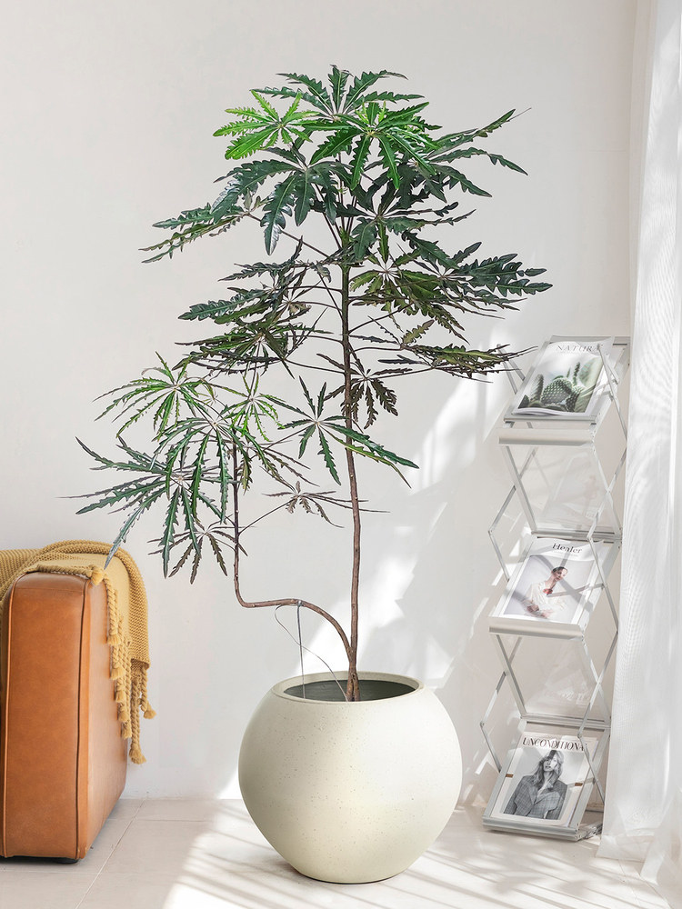 孔雀木绿植大型盆栽室内客厅沙发旁装饰落地办公室摆件造型植物