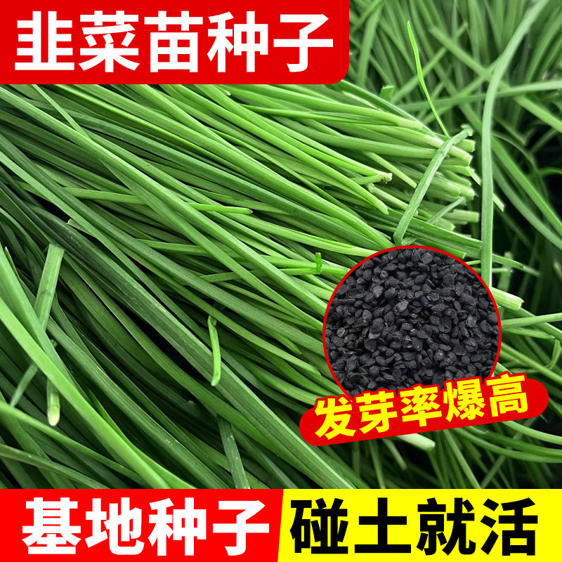 韭菜种子四季播种盆栽阳台庭院简单易种老品种小细叶本地紫根白根