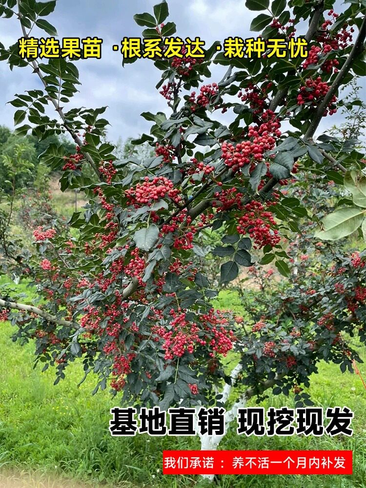 花椒苗树四川大红袍特麻椒九叶青花椒苗地栽盆栽果树果苗当年结果图片