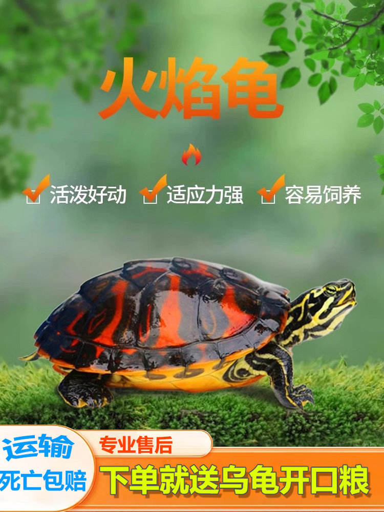 火焰龟深水龟招财小乌龟活物宠物龟家养清洁龟冷水鱼龟混养黄耳龟