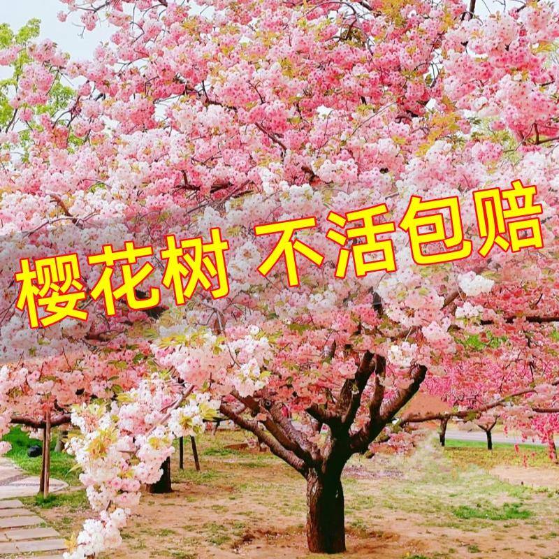 日本樱花树苗南北方室外庭院种植绿化工程大型风景树花卉盆栽植物图片