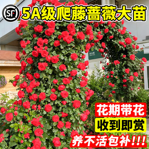 蔷薇花苗藤本月季爬藤墙微花特大树苗四季开浓香龙沙玫瑰花卉盆栽