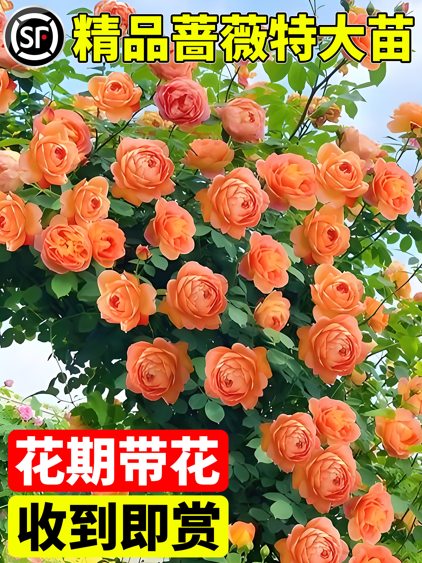 蔷薇花苗爬藤庭院爬墙藤本月季老桩特大号玫瑰花盆栽四季鲜花开花