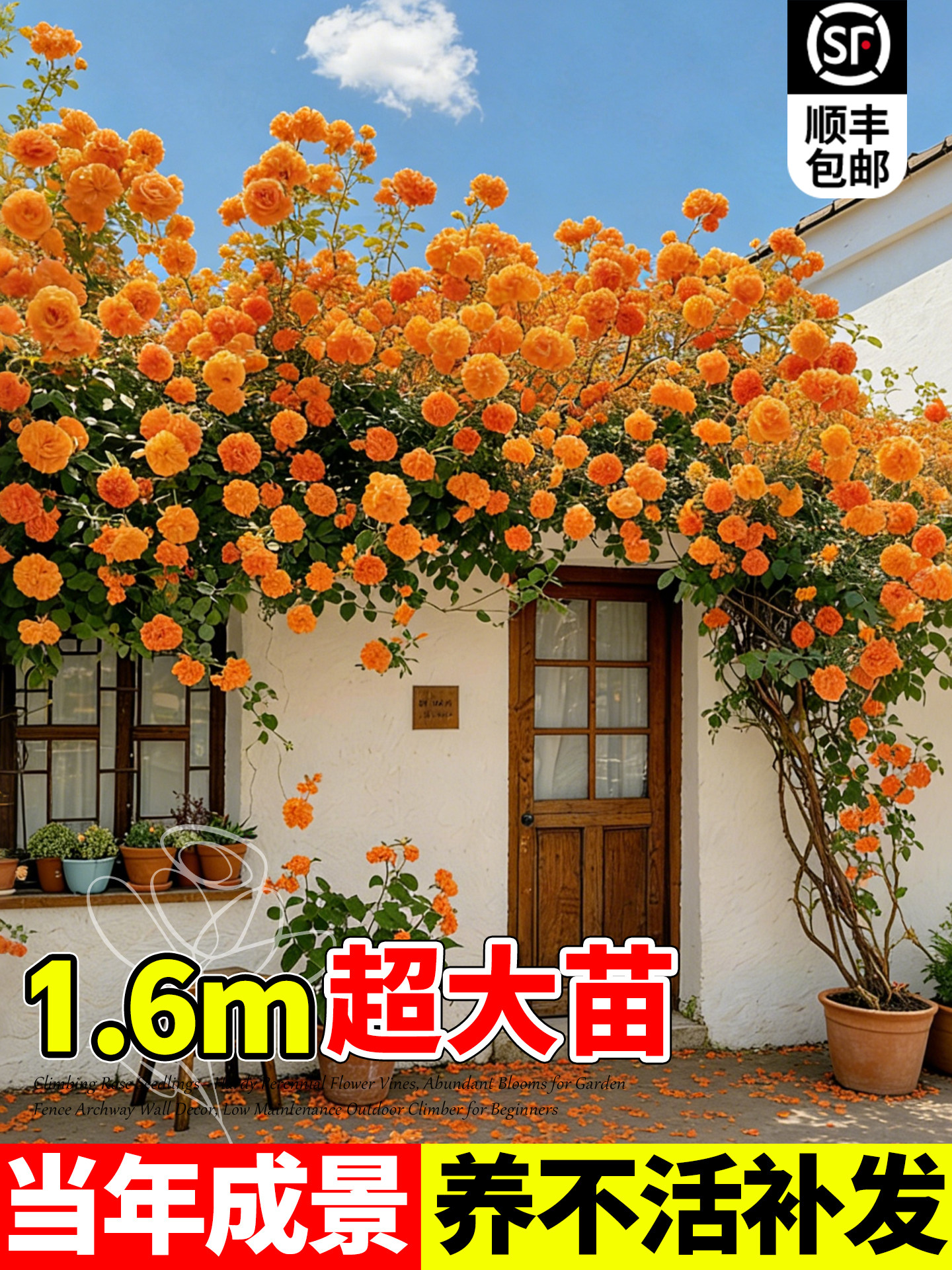 蔷薇花苗藤本月季花树大苗庭院爬藤植物阳台花卉爬墙玫瑰耐寒盆栽图片