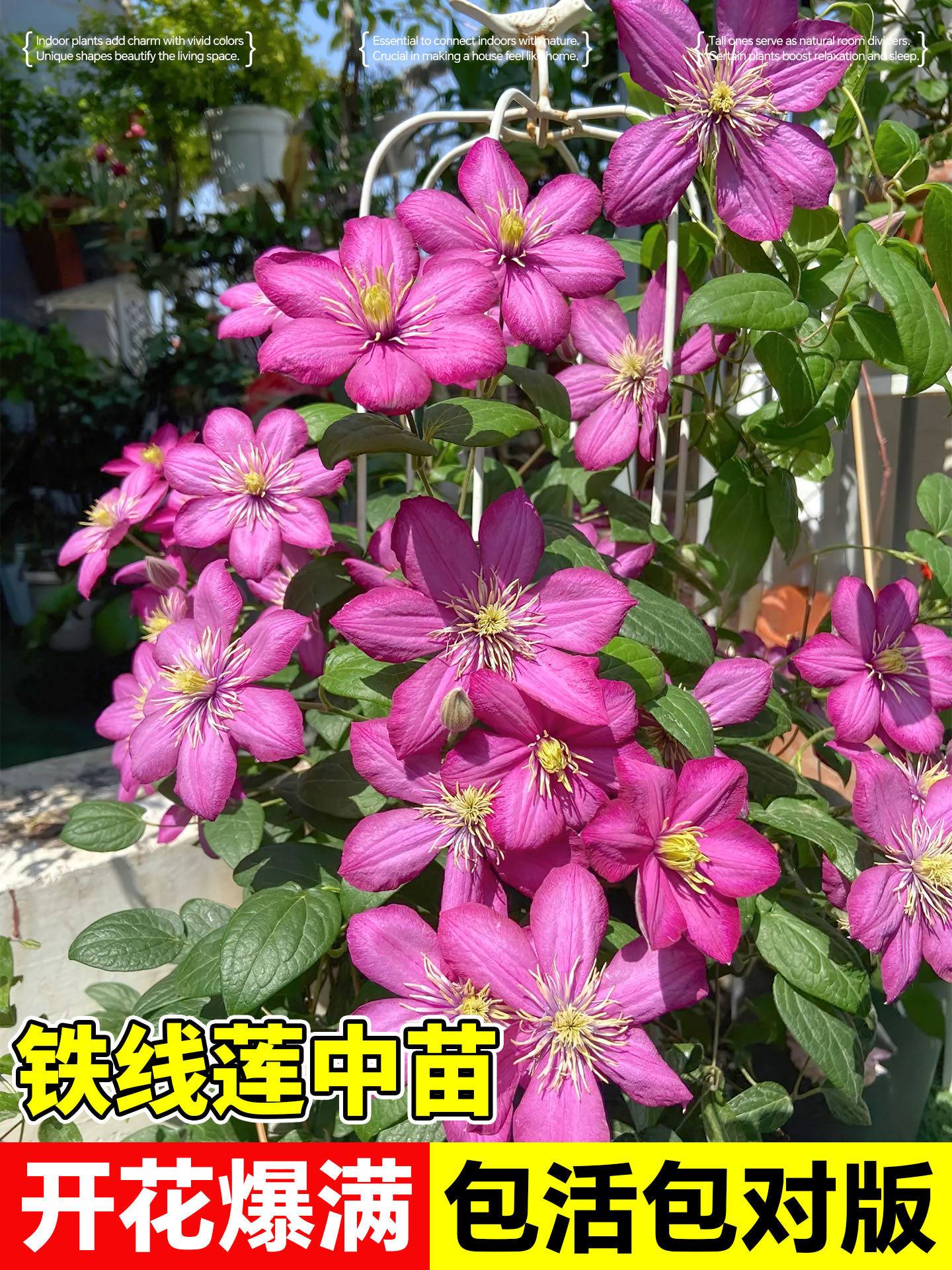 铁线莲里昂村庄盆栽爬藤植物中苗乌托邦观赏植物花卉栅栏庭院阳台