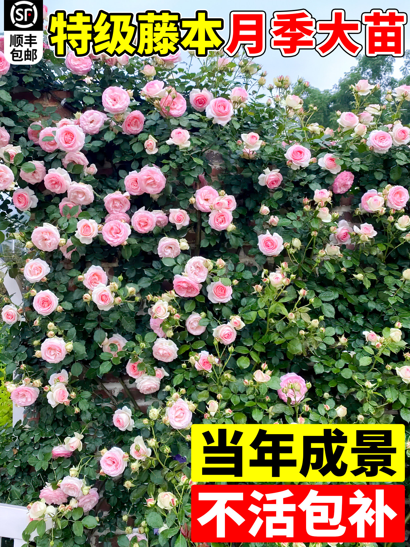 蔷薇花苗藤本月季花树大苗庭院爬藤植物阳台花卉爬墙玫瑰耐寒盆栽