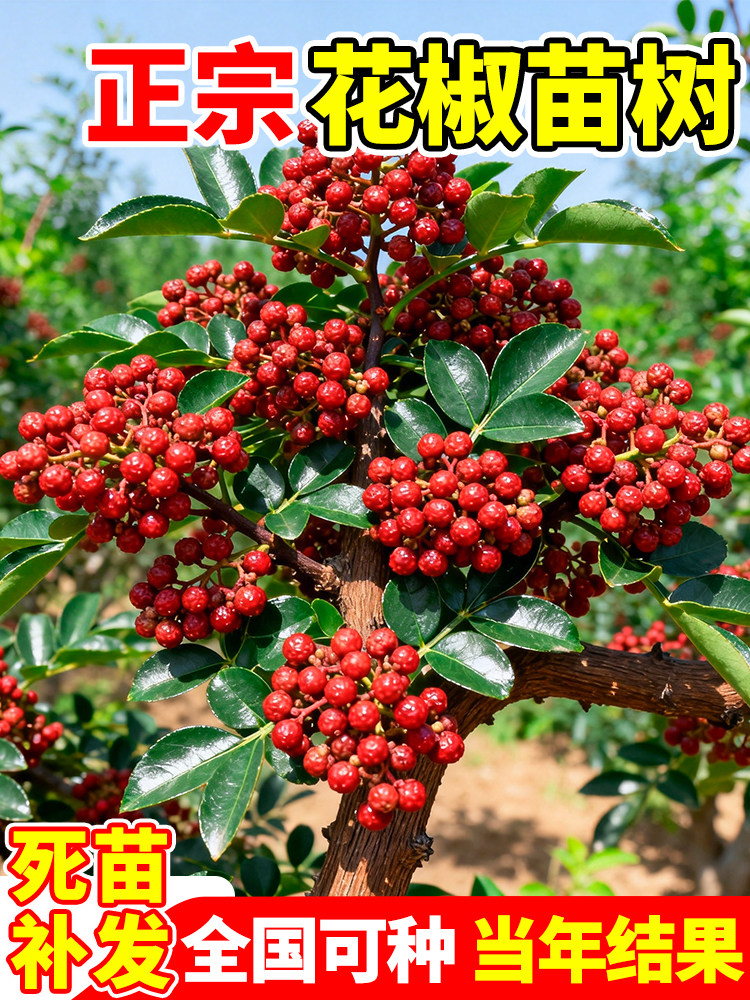 花椒苗树大红袍南北方四季种植无刺麻椒藤椒当年结果庭院别墅树苗图片