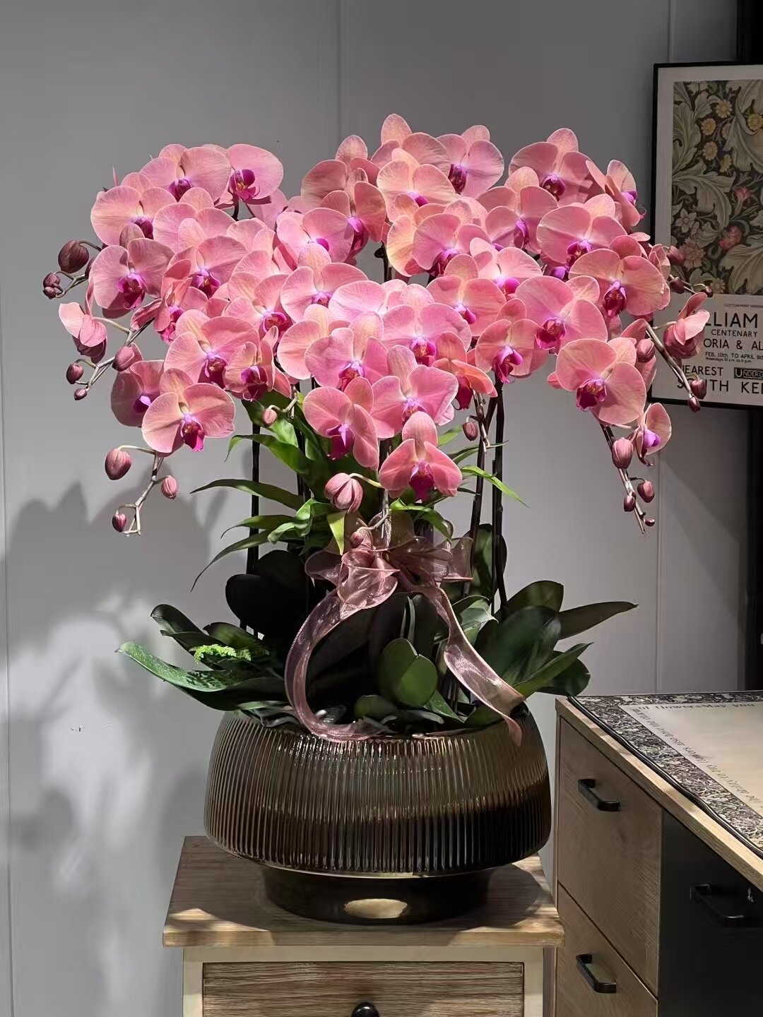 百花晓鲜花同城派送蝴蝶兰盆栽带花苞特大号10枝真花送礼乔迁开业